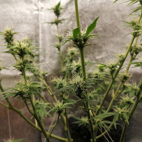 HulkBerry Automatic growlog timeline photo