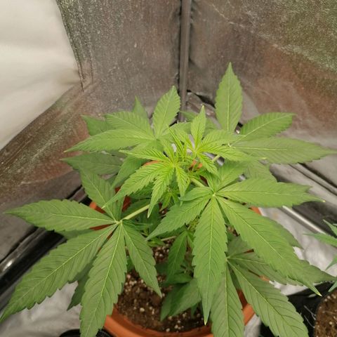 Wedding Cake 2 growlog timeline photo