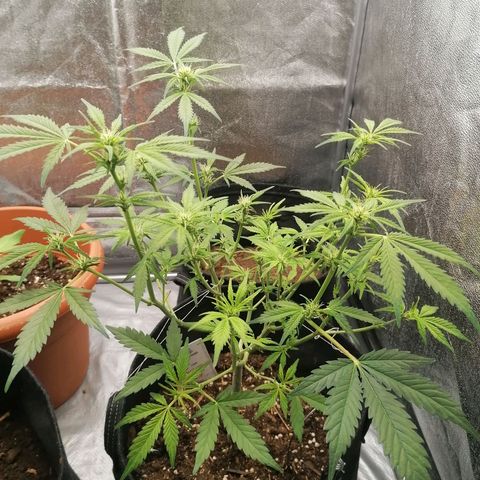 HulkBerry Automatic growlog timeline photo