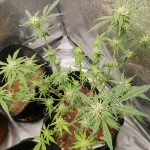 HulkBerry Automatic growlog timeline photo