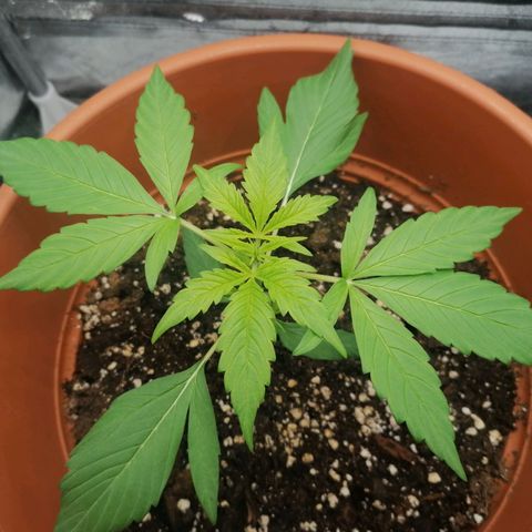 Wedding Cake 2 growlog timeline photo