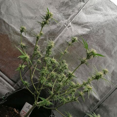 HulkBerry Automatic growlog timeline photo