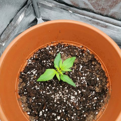 Wedding Cake 2 growlog timeline photo