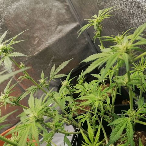 HulkBerry Automatic growlog timeline photo