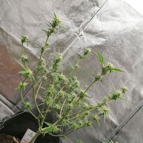 HulkBerry Automatic growlog timeline photo