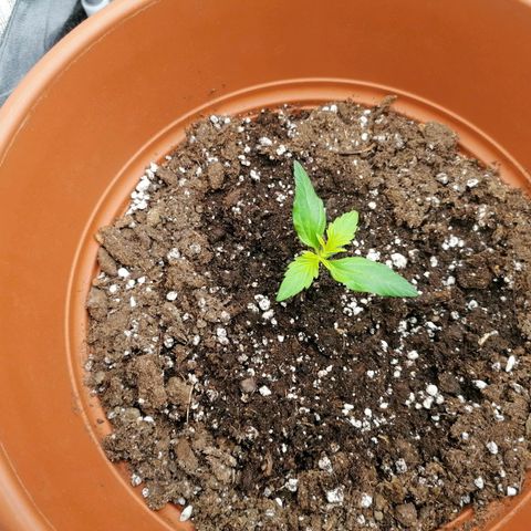 Wedding Cake 2 growlog timeline photo