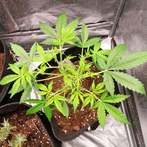 HulkBerry Automatic growlog timeline photo