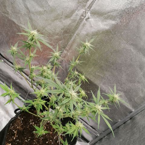 HulkBerry Automatic growlog timeline photo