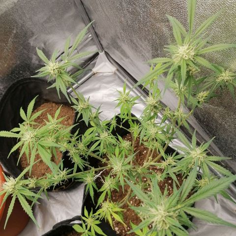 HulkBerry Automatic growlog timeline photo