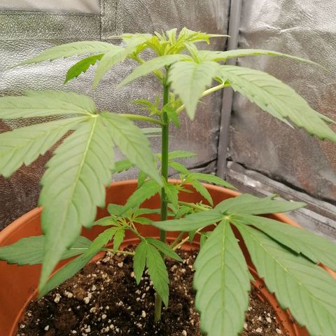Wedding Cake 2 growlog timeline photo