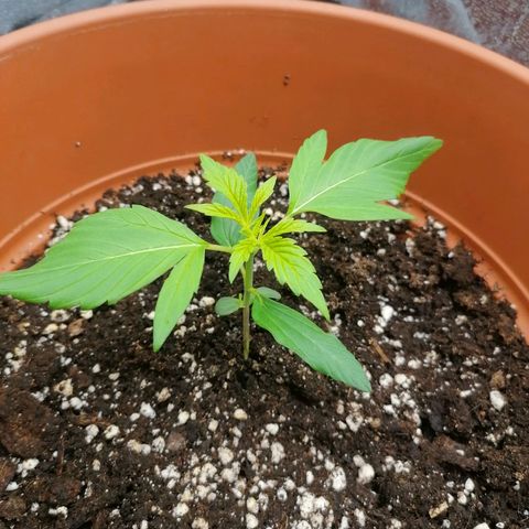 Wedding Cake 2 growlog timeline photo