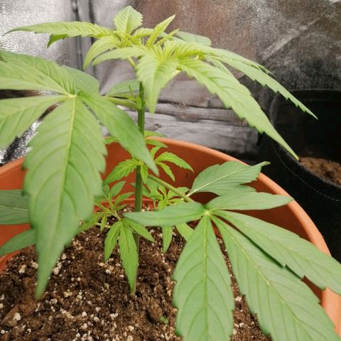 Wedding Cake 2 growlog timeline photo