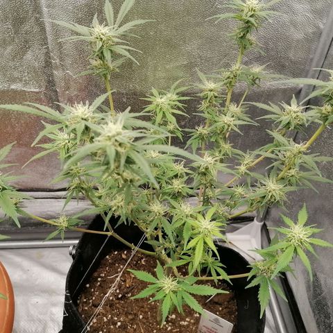 HulkBerry Automatic growlog timeline photo