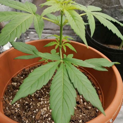 Wedding Cake 2 growlog timeline photo