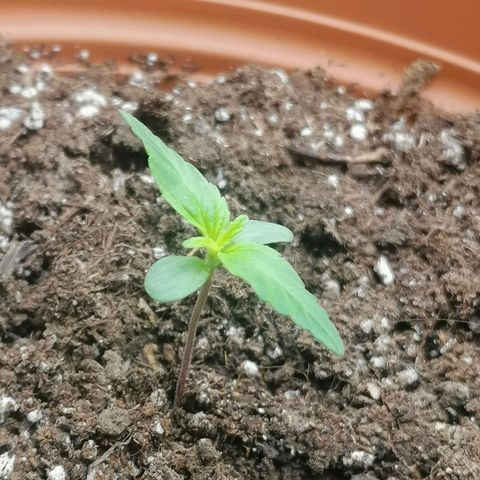 Wedding Cake 2 growlog timeline photo