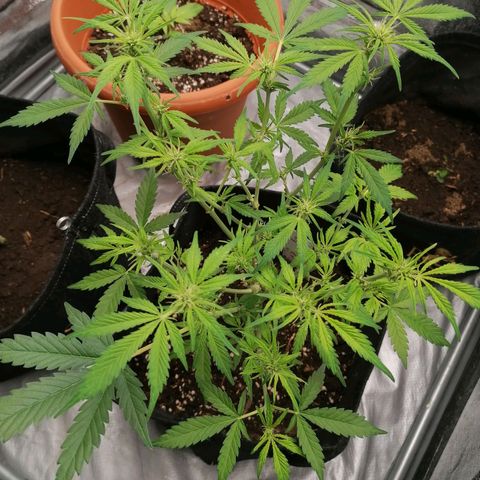 HulkBerry Automatic growlog timeline photo