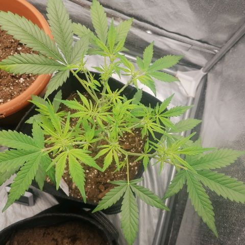 HulkBerry Automatic growlog timeline photo
