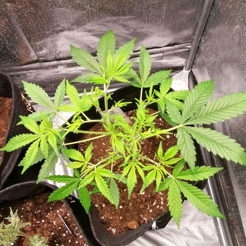 HulkBerry Automatic growlog timeline photo