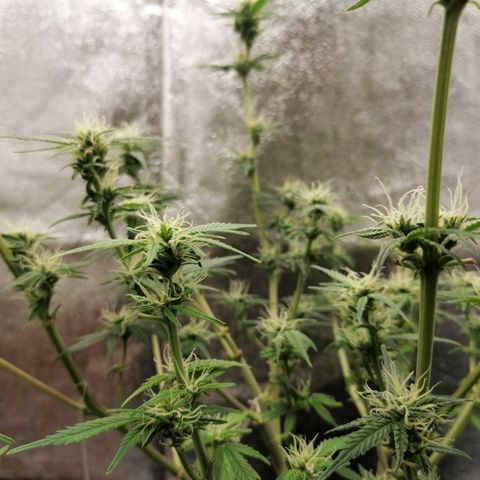 HulkBerry Automatic growlog timeline photo