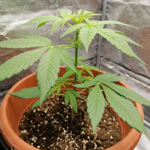 Wedding Cake 2 growlog timeline photo