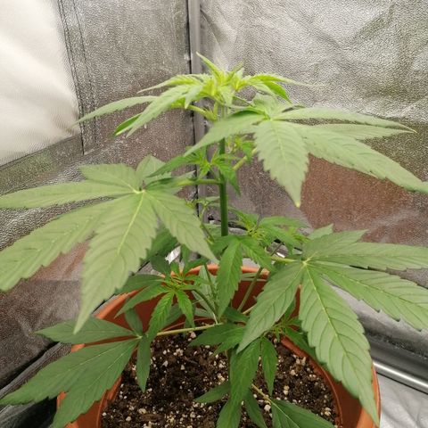 Wedding Cake 2 growlog timeline photo