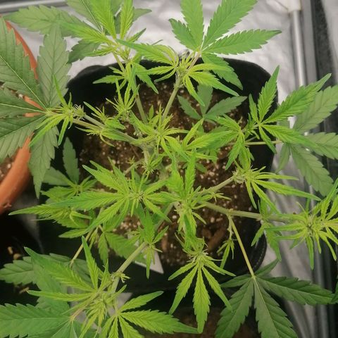 HulkBerry Automatic growlog timeline photo