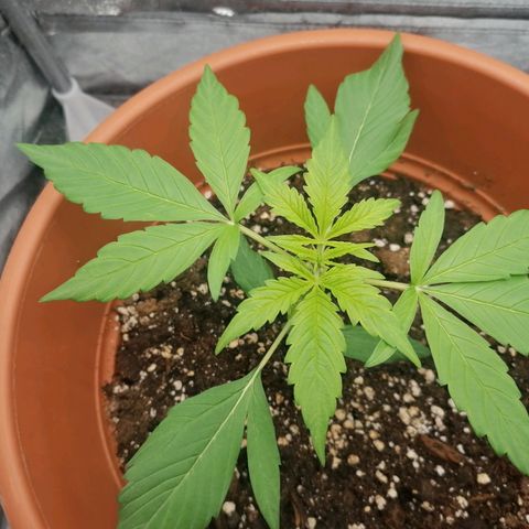 Wedding Cake 2 growlog timeline photo