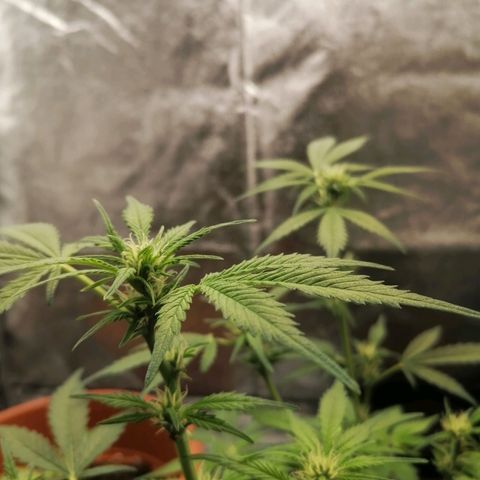 HulkBerry Automatic growlog timeline photo
