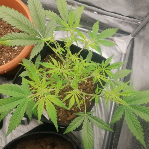 HulkBerry Automatic growlog timeline photo