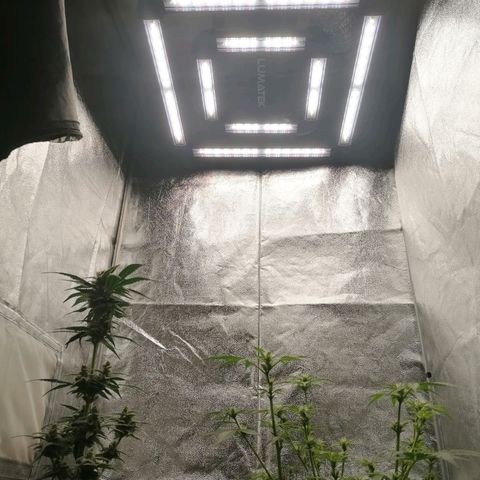 Wedding Cake 2 growlog timeline photo