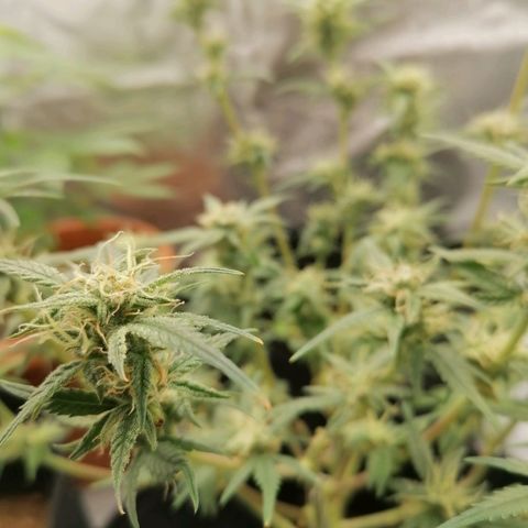 HulkBerry Automatic growlog timeline photo