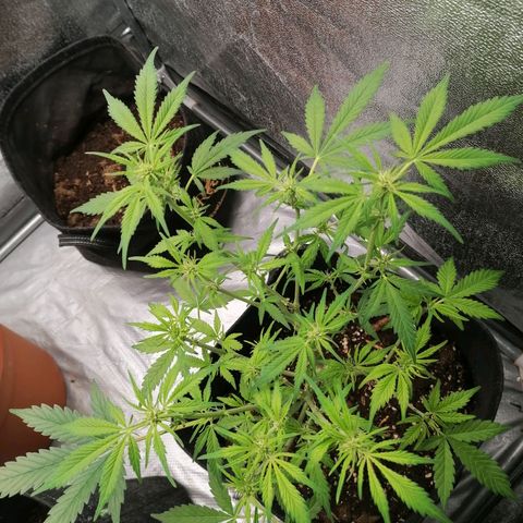 HulkBerry Automatic growlog timeline photo
