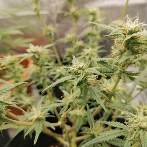 HulkBerry Automatic growlog timeline photo