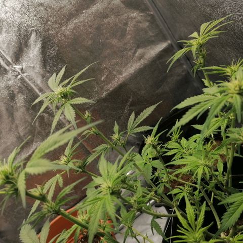 HulkBerry Automatic growlog timeline photo
