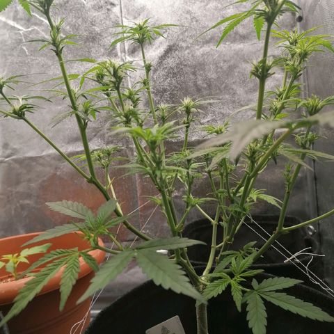 HulkBerry Automatic growlog timeline photo