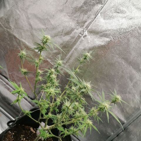 HulkBerry Automatic growlog timeline photo