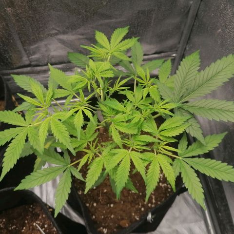 HulkBerry Automatic growlog timeline photo