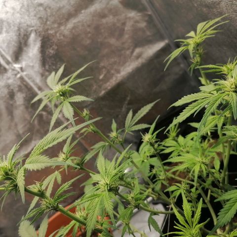 HulkBerry Automatic growlog timeline photo