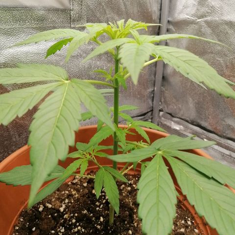 Wedding Cake 2 growlog timeline photo