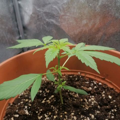 Wedding Cake 2 growlog timeline photo