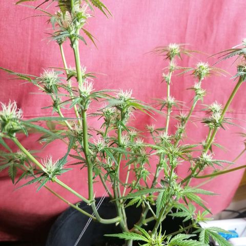 HulkBerry Automatic growlog timeline photo