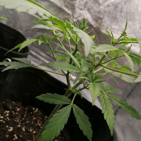 HulkBerry Automatic growlog timeline photo