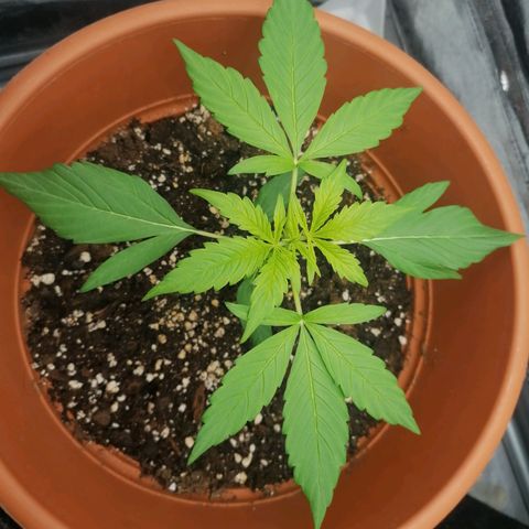 Wedding Cake 2 growlog timeline photo