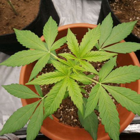 Wedding Cake 2 growlog timeline photo