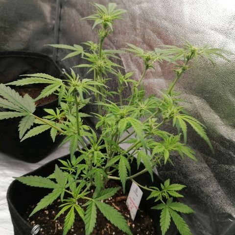 HulkBerry Automatic growlog timeline photo