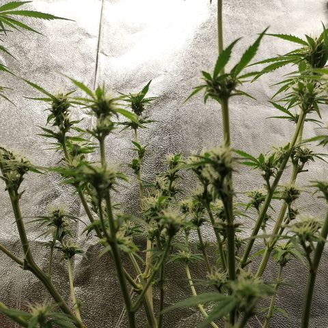 HulkBerry Automatic growlog timeline photo