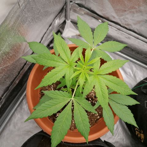Wedding Cake 2 growlog timeline photo
