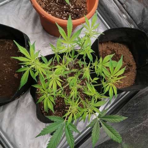 HulkBerry Automatic growlog timeline photo