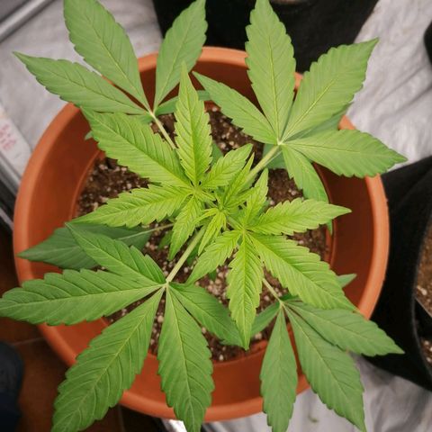 Wedding Cake 2 growlog timeline photo
