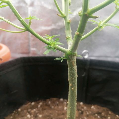 HulkBerry Automatic growlog timeline photo